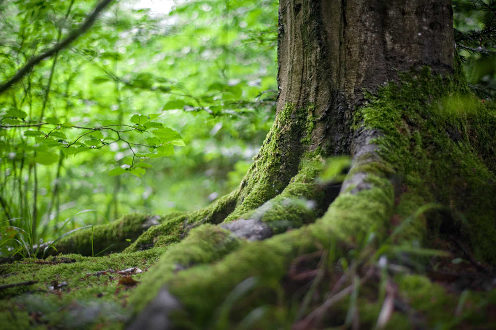 Photo of tree roots by mali maeder from Pexels